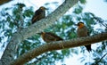 Campo flicker young birds. Colaptes campestris in Argentina.