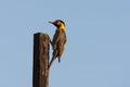 Campogrondspecht, Campo Flicker, Colaptes campestris