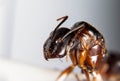 Camponotus aethiops queen Royalty Free Stock Photo