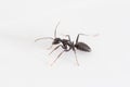 Camponotus aethiops worker side view