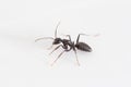Camponotus aethiops worker side view Royalty Free Stock Photo