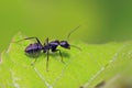 Camponotus Japonicus Mayr on plant Royalty Free Stock Photo