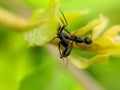 Camponotus japonicus, more often known under the common name Japanese carpenter ant, is a species of ant native to East Asia.