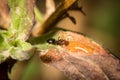 Camponotus lateralis worker