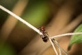 Camponotus lateralis worker