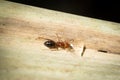 Camponotus lateralis worker