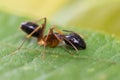 Camponotus species ant closeup Royalty Free Stock Photo