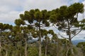 Campos do Jordao