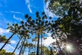 Campos do Jordao, Brazil. Araucari tree, very tipical in the cit Royalty Free Stock Photo