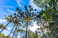 Campos do Jordao, Brazil. Araucaria tree, very tipical in the cit