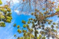 Campos do Jordao, Brazil. Araucaria tree, very tipical in the cit Royalty Free Stock Photo