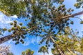 Campos do Jordao, Brazil. Araucaria tree, very tipical in the cit Royalty Free Stock Photo