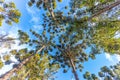 Campos do Jordao, Brazil. Araucaria tree, very tipical in the cit