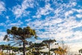 Campos do Jordao, Brazil. Araucaria tree, very tipical in the cit Royalty Free Stock Photo