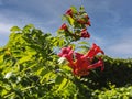 Campsis flowers on a background of blue sky and green leaves. Big red flowers in sunlight Royalty Free Stock Photo