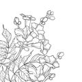 Vector corner bouquet with outline Campsis radicans or trumpet vine flower bunch, bud and ornate leaf in black isolated on white. Royalty Free Stock Photo