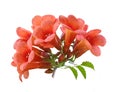 Campsis Radican Flower Royalty Free Stock Photo