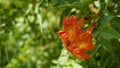 Campsis radicans also known as Trumpet creeper