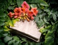 Campsis radicans flowers on old open book