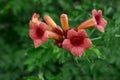 Campsis radicans flowers trumpet vine or trumpet creeper