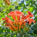 Campsis radicans flowers (trumpet vine or trumpet creeper)