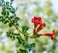 Campsis radicans flowers (trumpet vine or trumpet creeper)