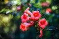 Campsis radicans flowers Royalty Free Stock Photo