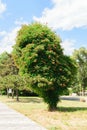 Campsis Tecoma radicans trumpet vine plant invading a tall pine tree forming an gorgeous symbiose