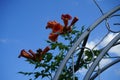 Campsis x tagliabuana \'Madame Galen\' blooms in July. Berlin, Germany Royalty Free Stock Photo