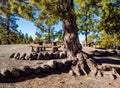 Campsite on the southern slopes of Teide