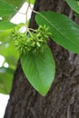 camptotheca acuminata ,It is a tall deciduous tree unique to China