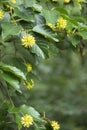 Camptotheca tree with fruits closeup