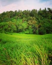 Campuhan rice fields, Ubud