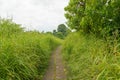 Campuhan ridge walk, Bali, Indonesia, track on the hill with grass, large trees, jungle and rice fields