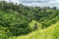 Campuhan Ridge Walk, picturesque stone footpath among meadows in Ubud, Bali, Indonesia