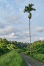 Campuhan Ridge Walk sacred trail, on Bali island