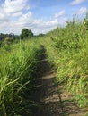 Campuhan Ridge Walk, scenic footpath in Ubud, Bali