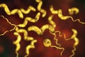 Campylobacter bacteria, the causative agent of food infections Royalty Free Stock Photo