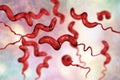 Campylobacter bacteria, the causative agent of food infections