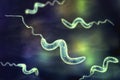 Campylobacter bacteria, 3D illustration Royalty Free Stock Photo