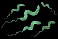 Campylobacter bacteria, 3D illustration.