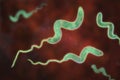 Campylobacter bacteria, 3D illustration. Royalty Free Stock Photo