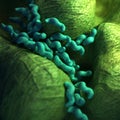 The campylobacter - close up