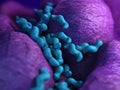 The campylobacter - close up Royalty Free Stock Photo