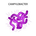 Campylobacter. Pathogenic flora. The bacterium causes intestinal diseases. Infographics. Vector illustration.