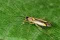 Campyloneura virgula Mirid bug Royalty Free Stock Photo