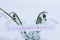 CampÃÂ¢nula-branca, Portuguese word on a white note for English Snowdrop Royalty Free Stock Photo