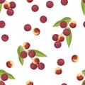 Camu camu berry fruits seamless pattern on white background. Vector illustration of branch with red healthy berries