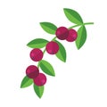 Camu camu berries and leaves vector illustration. Superfood camucamu or cacari icon. Healthy detox natural product. Flat design o