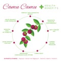 Camu camu berry health benefits and nutrition infographics. Superfood camucamu fruit nutrients and vitamins information. Healthy